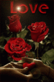 red roses ~~ love - beautiful-pictures fan art