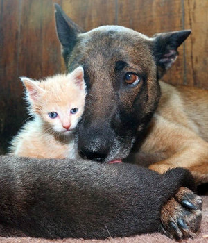  Surrogate Mother To A Kitten