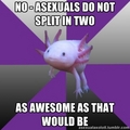 Asexual Axolotl - lgbt photo