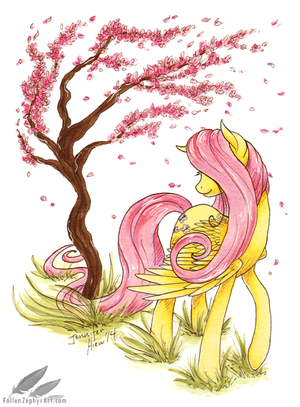  چیری, آلو بالو Blossom درخت