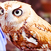  Owls Icons
