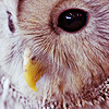  Owls các biểu tượng