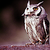  Owls iconos