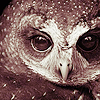  Owls ícones
