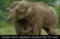Elephants  - random photo