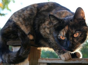  Ivypaw (she-cat)