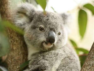  Koalas Koalas