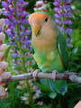 Parrot             - animals photo