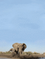 Elephant      - animals photo