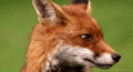 Fox           - animals photo