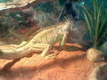 My brother's iguana, Hulk - animals photo