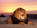 African Lion - animals photo