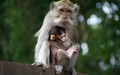 Monkeys      - animals photo