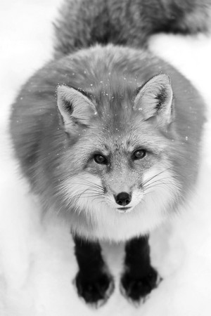 Fox         