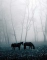 horses       - beautiful-pictures photo