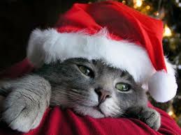  Weihnachten Cat
