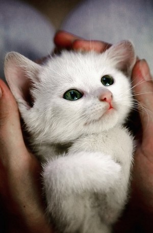 Kitten           