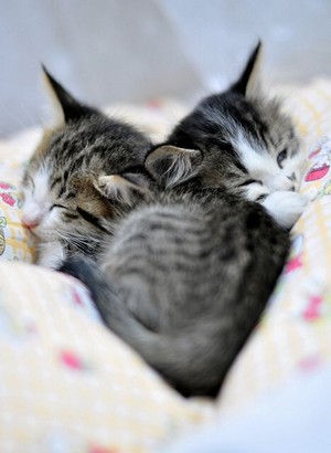  Two বেড়ালছানা Snuggled Up Together