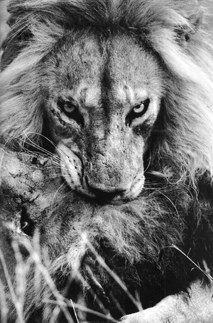  \\lions//