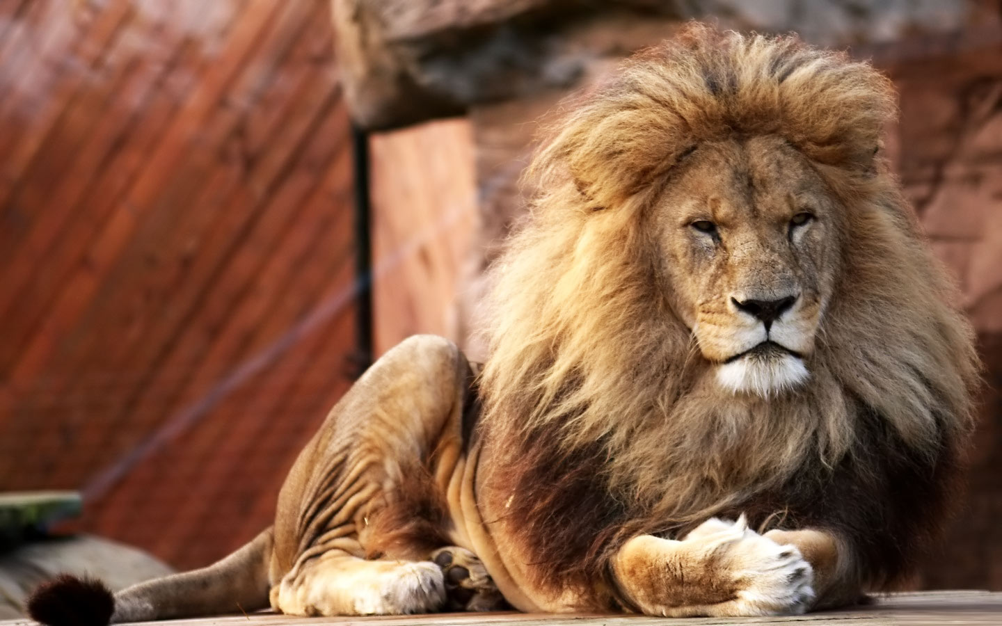 lions - Lions Photo (36609573) - Fanpop