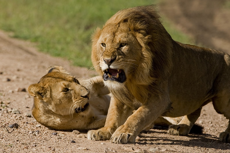 lions - Lions Photo (36609582) - Fanpop