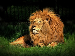 lions