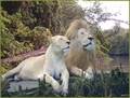 lions                 - lions photo