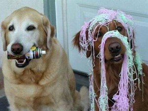 Dogs with silly string