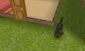Dog.                    - the-sims-3 photo