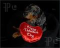 puppy valentines day - the-vampire-diaries photo