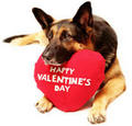 valentines dog - the-vampire-diaries photo