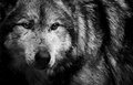 wolf               - wolves photo