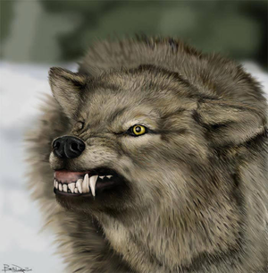  Angry волк