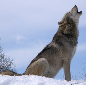 A serigala, wolf Howling