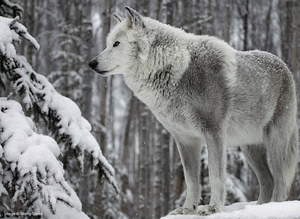  Beautiful Wolf!