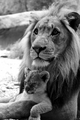 Lions      - animals photo