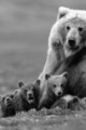 Bears        - animals photo