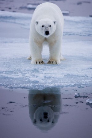  Polar ours