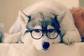 Dog with glasses - animals photo