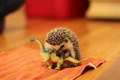 Hedgehog esting a dinosaur - animals photo