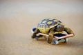 Turtle riding a skateboard - animals photo
