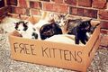 Kittens in a box - animals photo