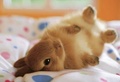 Bunny rabbit - animals photo
