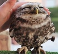 Little Owl - animals photo