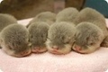 Baby otters - animals photo