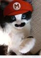 Cat in Super Mario costume - animals photo