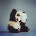 baby panda - animals photo