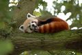 Red Panda in a branch - animals photo