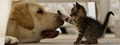 Dog and cat Facebook timeline cover - animals photo