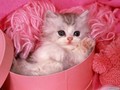 Kitten pretty in pink! - cats wallpaper